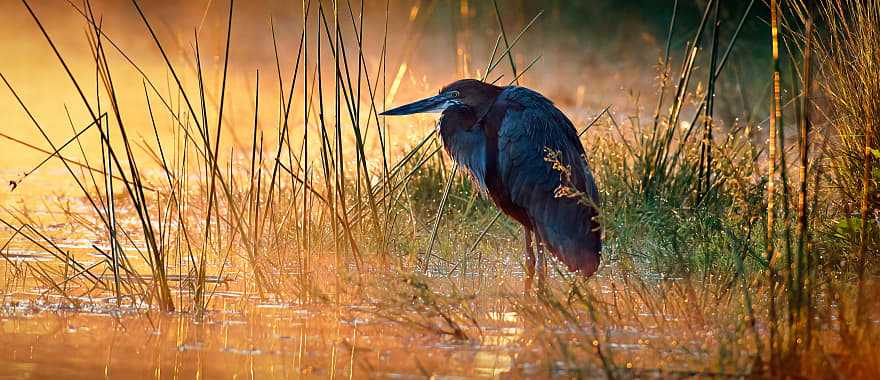 Goliath heron bird by river in Africa