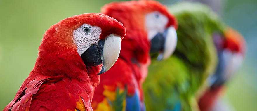 Costa Rican life is vibrant, wild and blissfully colorful, like the feathers of this Scarlet macaw