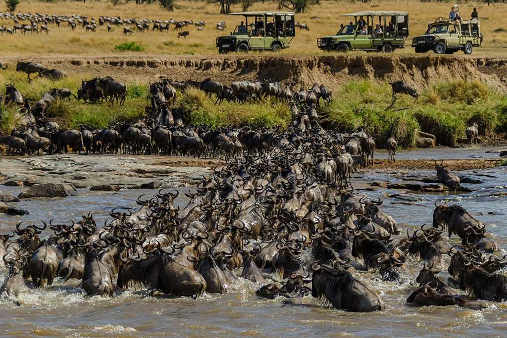 Wildebeest river crossing during the Great Migration in Tanzania