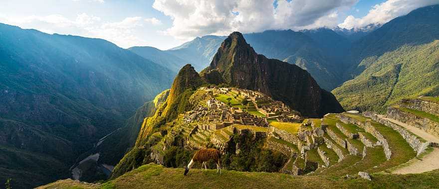 Llama grazing in the grass above Machu Picchu, Peru
