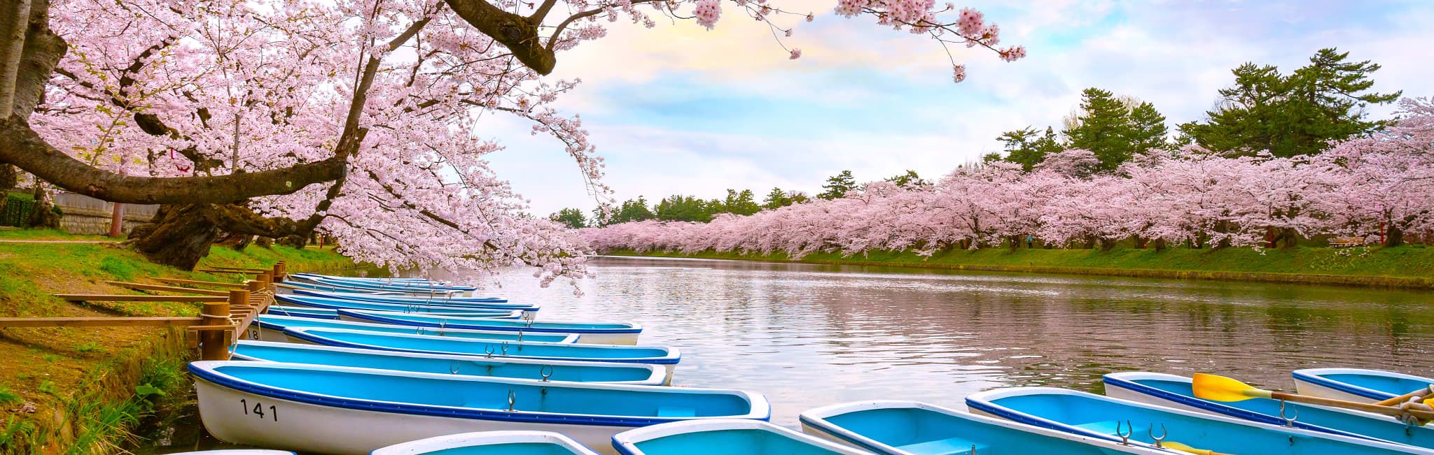 Cherry Blossom dating i Asia innlogging