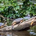 Two turtles in Tortuguero National Park.