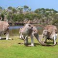 Kangaroos in Phillip Island Wildlife Park.
