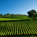 australia lush green vineyard and bright blue sky