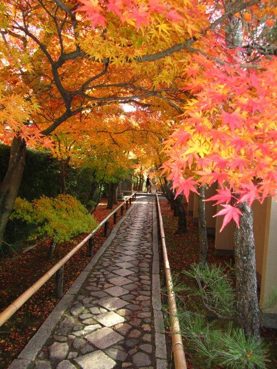 Japanese Garden Tour: Aesthetics at its Finest | Zicasso