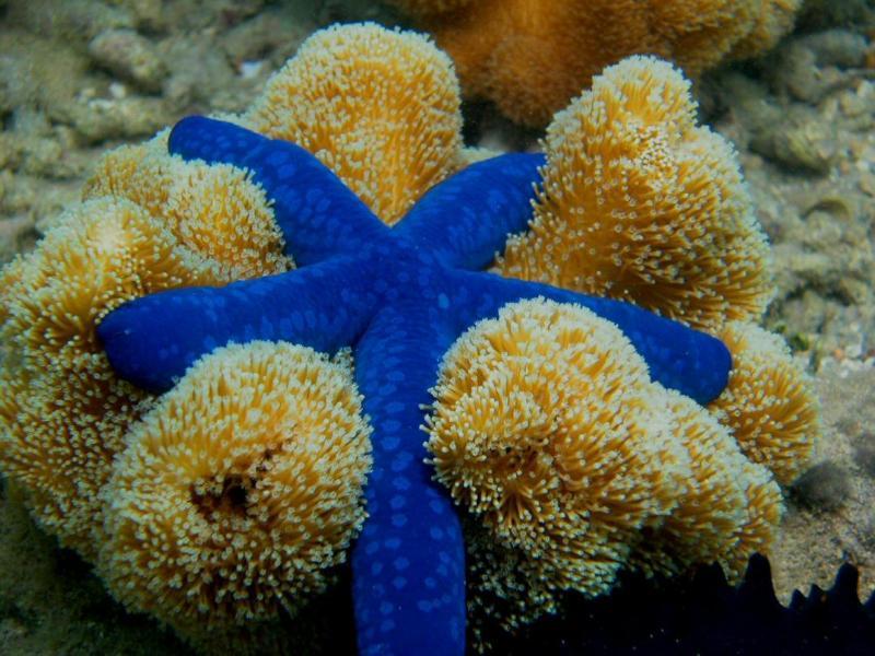 CNS Great_Barrier_Reef _starfish