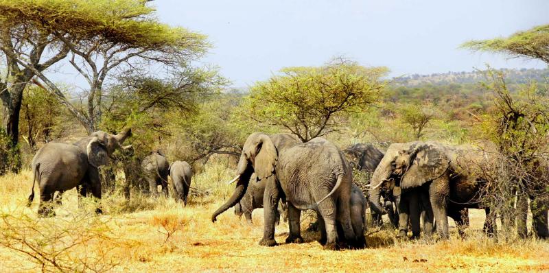 East African Luxury and Wildlife Safari: Tanzania, Kenya & Rwanda | Zicasso