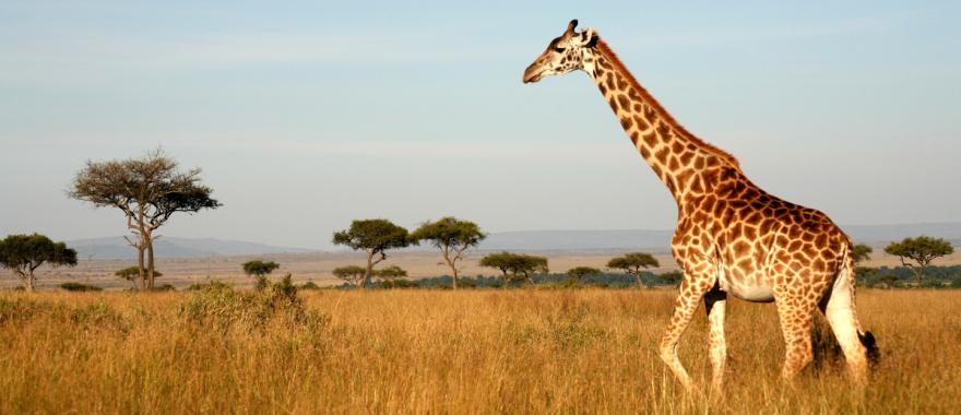 africa-kenya-masai-mara-giraffe-on-the-s