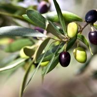 Green and black olives on a branch. 