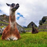 Two llamas at Machu Picchu.