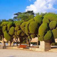 spain madrid retiro park trees