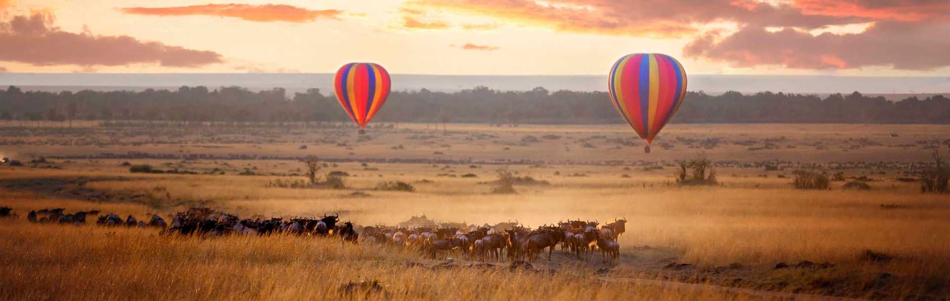Hot air balloons flying over wildebeests at dawn in Masai Mara, Kenya