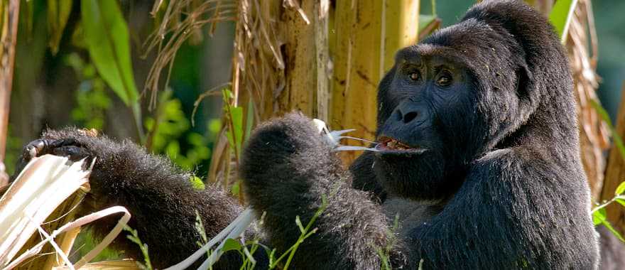 Mountain gorillas eating plants, Uganda, Bwindi Impenetrable Forest National Park