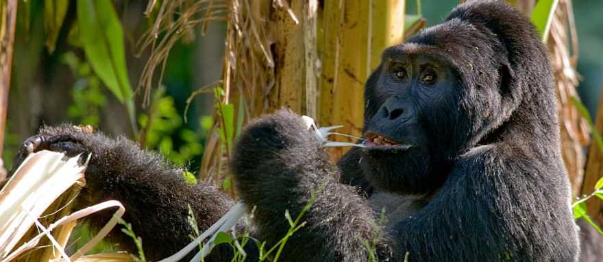 Mountain gorillas eating plants, Uganda, Bwindi Impenetrable Forest National Park Mountain gorillas eating plants, Uganda, Bwindi Impenetrable Forest National Park