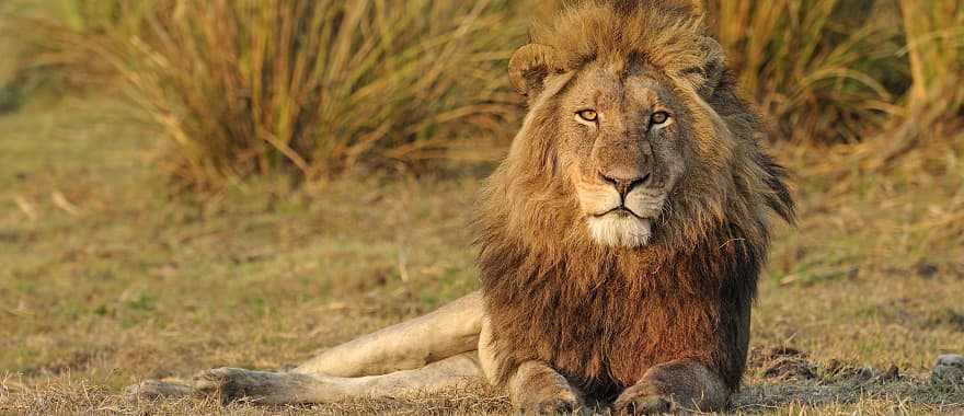 Lion resting in Busanga Plains of Kafue National Park, Zambia