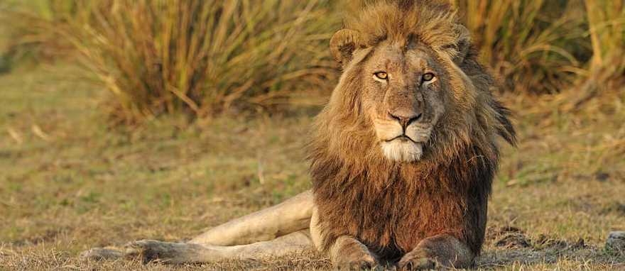 Kafue National Park, Zambia Lion resting in Busanga Plains of Kafue National Park, Zambia