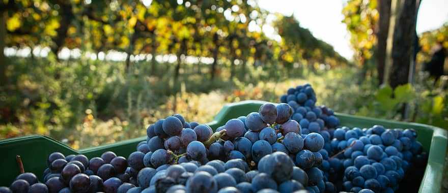 Harvested grapes in basket at Italian vineyard on Mount Etna, Sicily