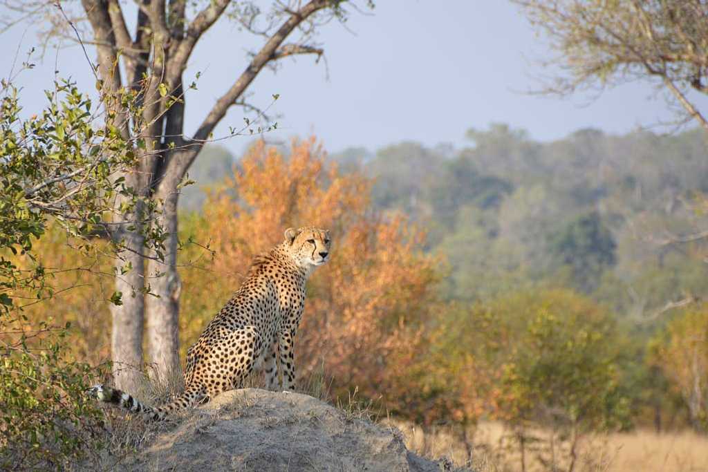 Cheetah in Sabi Sands Private Game Reserve, South Africa