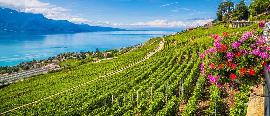 Rows of vineyard terraces in famous Lavaux wine region, Switzerland