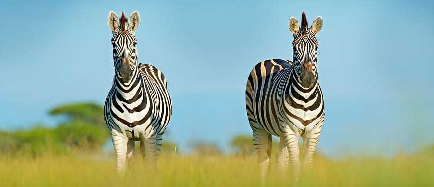 Zebras in the African savanna