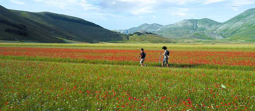 Couple trekking through poppy fields in Umbria, Italy