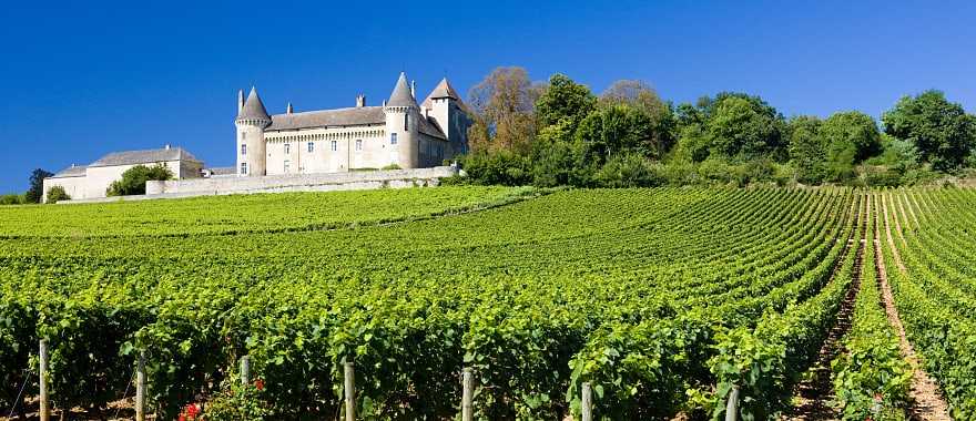 A vineyard in Burgundy, France
