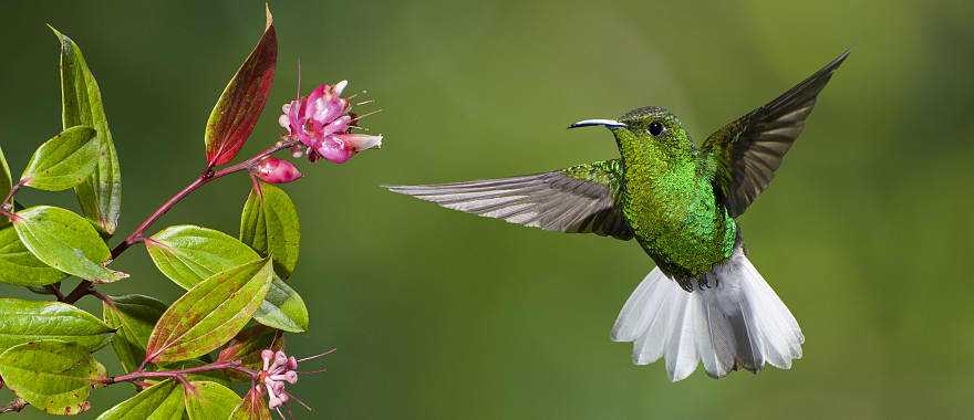 Coppery-headed Emerald hummingbird preparing to feed in Costa Rica