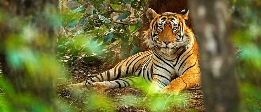 Tiger laying on the jungle floor in India