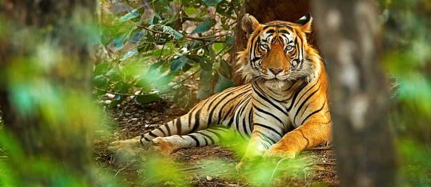 Tiger laying on the jungle floor in India Tiger laying on the jungle floor in India