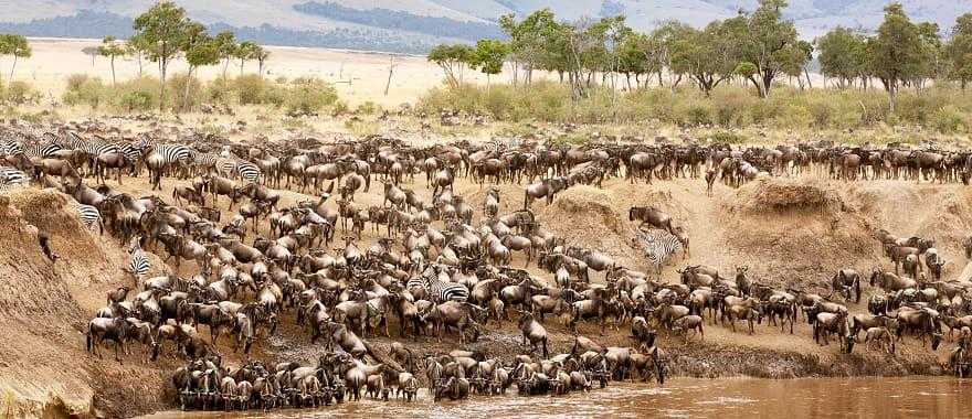 Great migration river crossing in Kenya