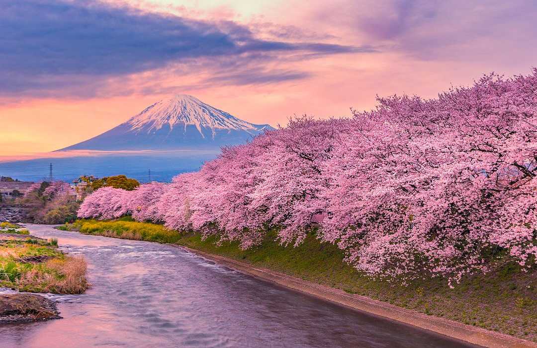 Cherry blossoms line the river with Mt Fuji in the distance