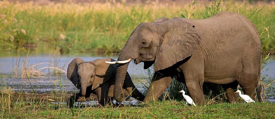 Female elephant with her calf on the banks of the Zambezi River in Lower Zambezi National Park, Zambia