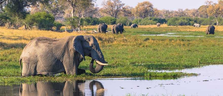 Elephants in the marshy waters of the Okavango Delta, Botswana