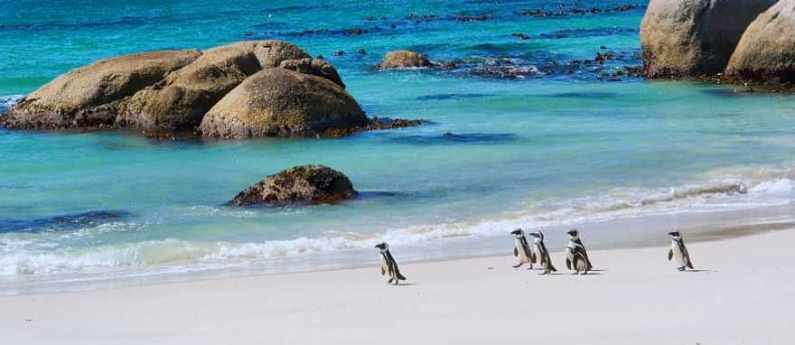 Penguins in Cape Town in South Africa Penguins in Cape Town in South Africa