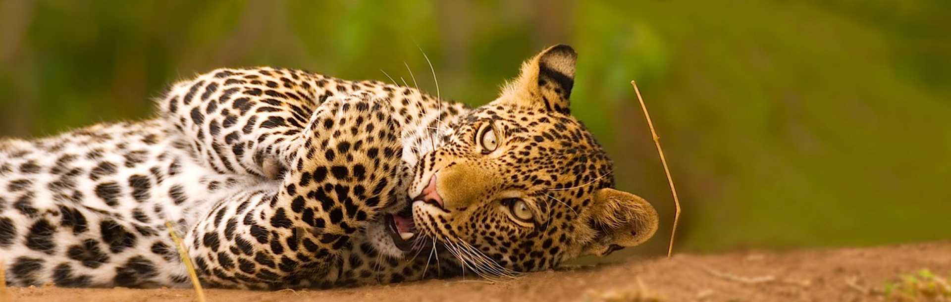 Playful leopard seen on a Safari in South Africa.