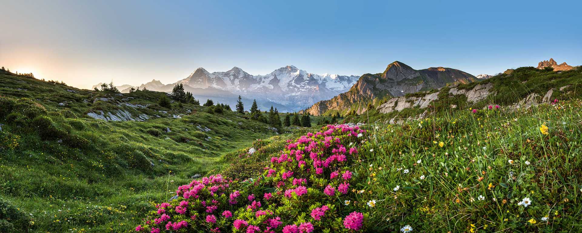 Panorama with alpine roses on the Isenfluh near Lauterbrunnen, Bernese Oberland, Switzerland