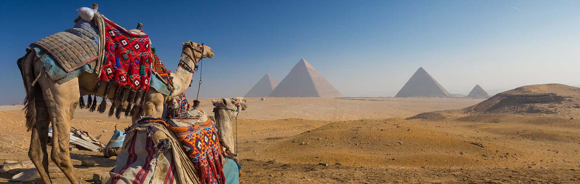 Camels with pyramids in the background on the Giza Plateau in Egypt.
