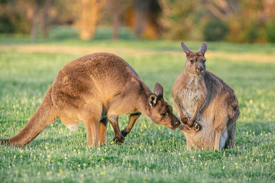 Kangaroo family on Kangaroo Island, South Australia