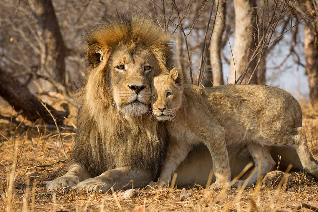 Father and cub at Kruger National Park, South Africa