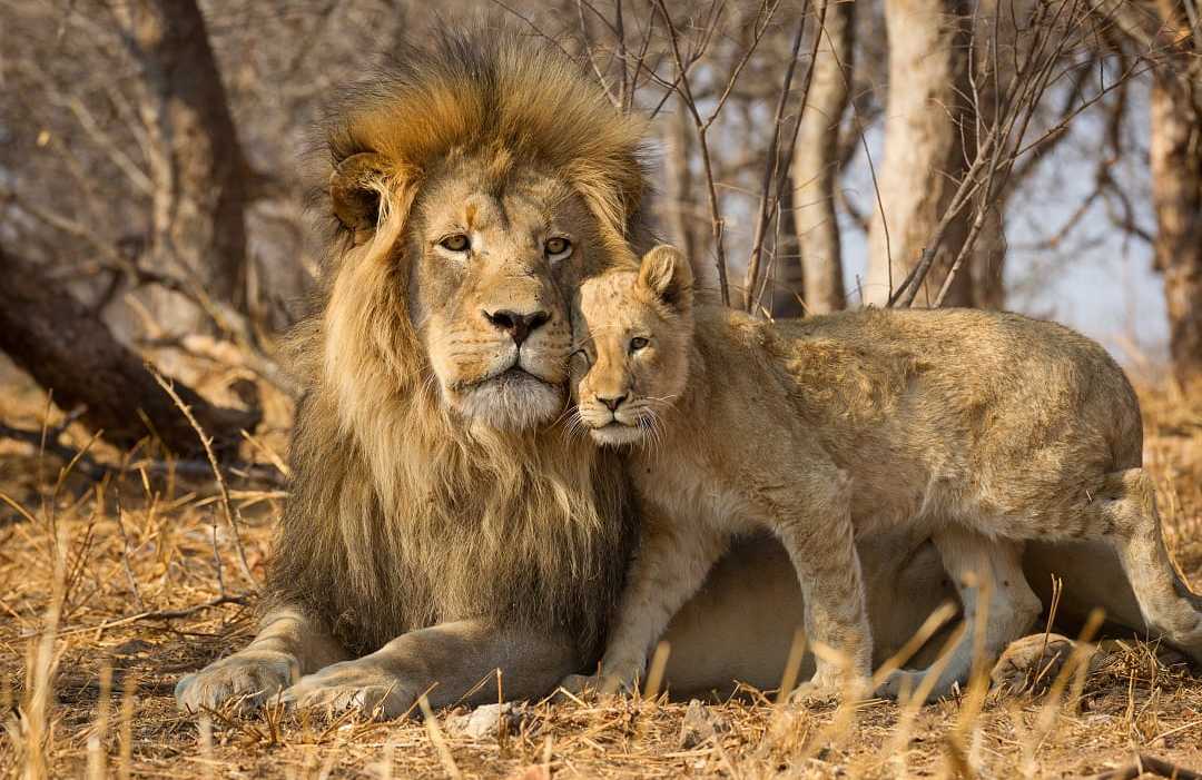 Father and cub at Kruger National Park, South Africa Father and cub at Kruger National Park, South Africa