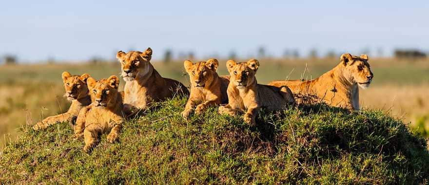 Two lionesses and four cubs laying on termite hill, enjoying the sun in Masai Mara, Kenya