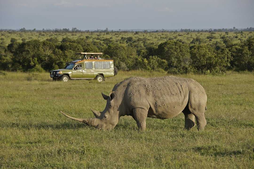 Tourists in a safari vehicle view a rhinoceros grazing at Ol Pejeta Conservancy in Kenya
