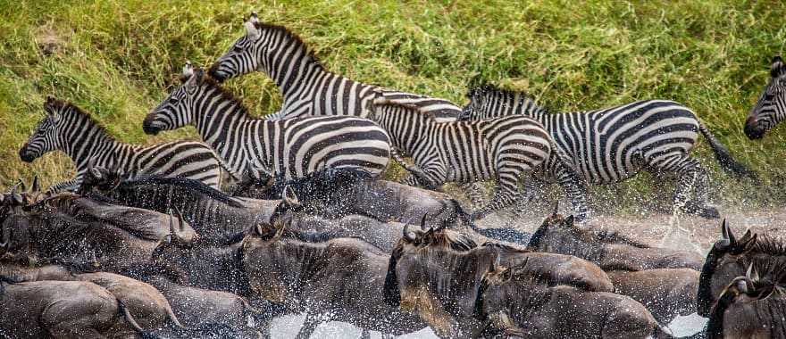 Great Migration, Serengeti National Park, Tanzania