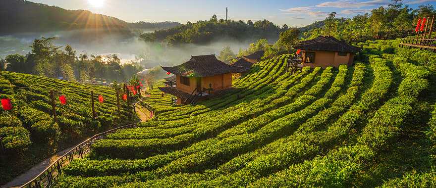 Tea plantation along the Mae Hong Son Loop in northern Thailand