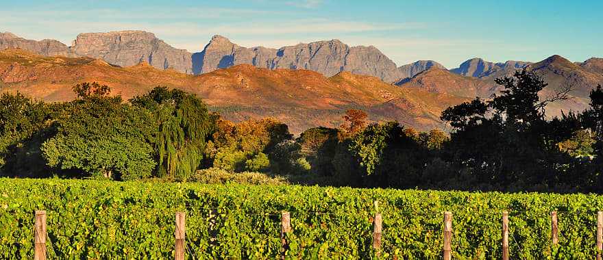 Stellenbosch winelands in South Africa