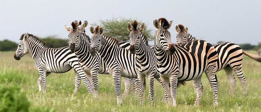 Herd of Burchell's zebras in Botswana