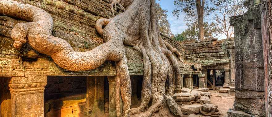 Banyan tree roots on temples in Siem Reap, Cambodia