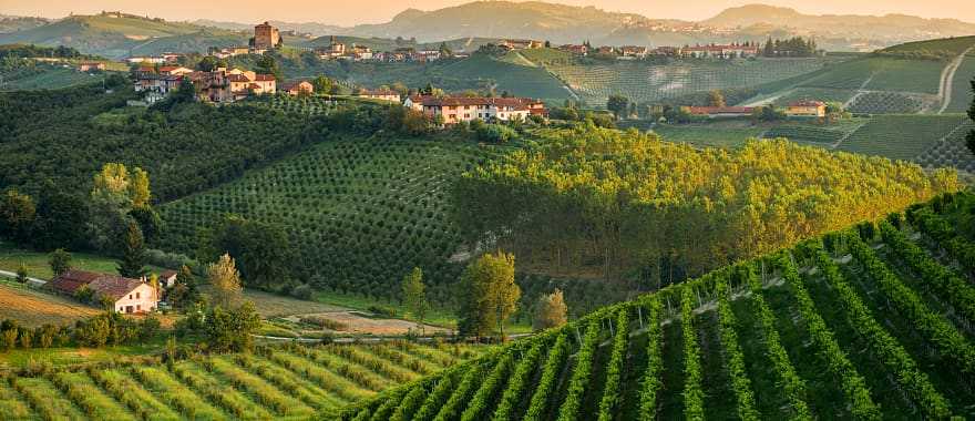Vineyards in the hills of Piedmont, Italy