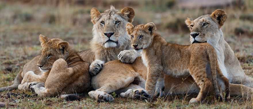 African lion family lying down together in Maasai Mara National Reserve, Kenya, Africa
