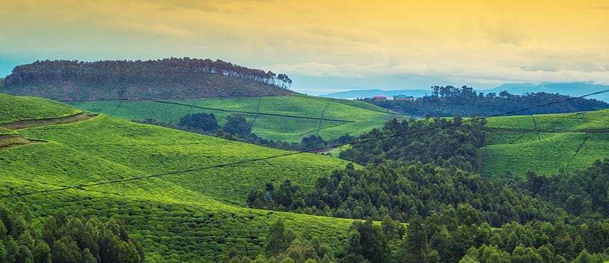 Tea plantation near Nyungwe Forest in Rwanda